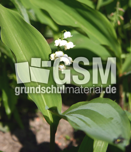 Maigloeckchen-6.jpg